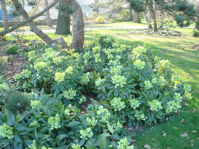 Helleborus argutifolius